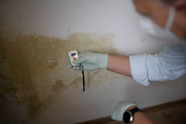 Best Attic Mold Removal  in Salt Lake City, UT