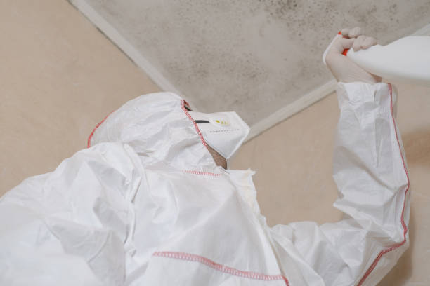 Best Same-Day Mold Removal  in Salt Lake City, UT