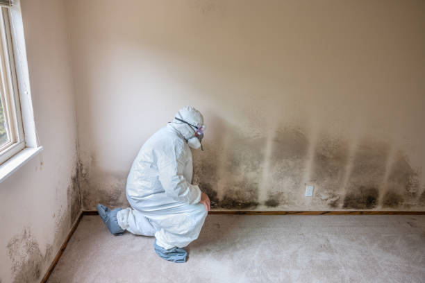 Best Mold Damage Repair  in Salt Lake City, UT