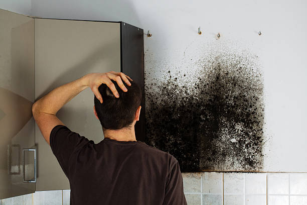Best Home Mold Removal  in Salt Lake City, UT