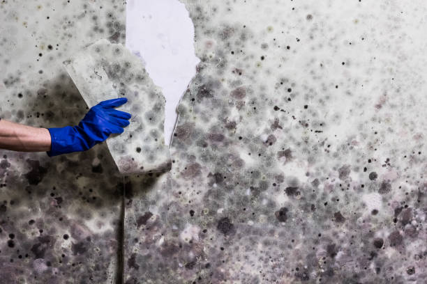 Trusted Salt Lake City, UT Mold Removal Experts